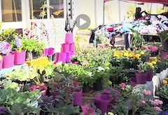 🍇 Couleurs et ambiance du marché hebdomadaire d’Ezzahra en 4K 🍋