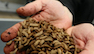 En Tunisie, une start-up produit de l’alimentation animale avec des larves de mouc